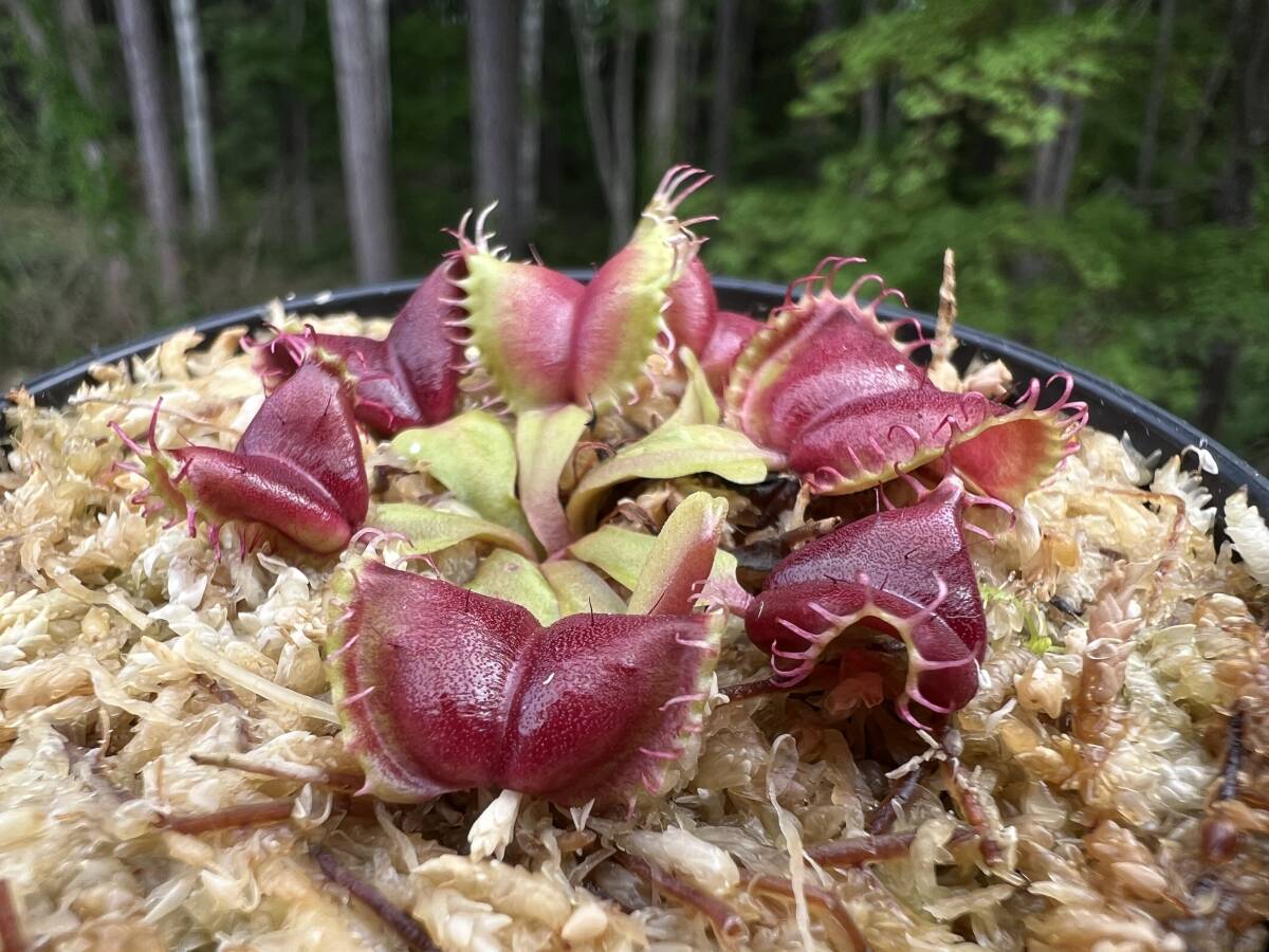 Dionaea muscipula ”Galaxy” ・ハエトリソウ　ギャラクシー・食虫植物・観葉植物・山野草・熱帯植物・パルダリウム・ビバリウム_画像1