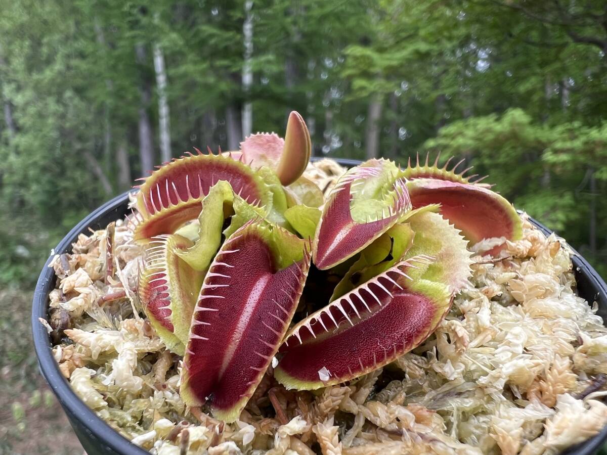 Dionaea muscipula ”Carnivoria Ramesse I”・ハエトリソウ・ラムセス1世・食虫植物・観葉植物・パルダリウム・山野草・ビバリウム_画像1