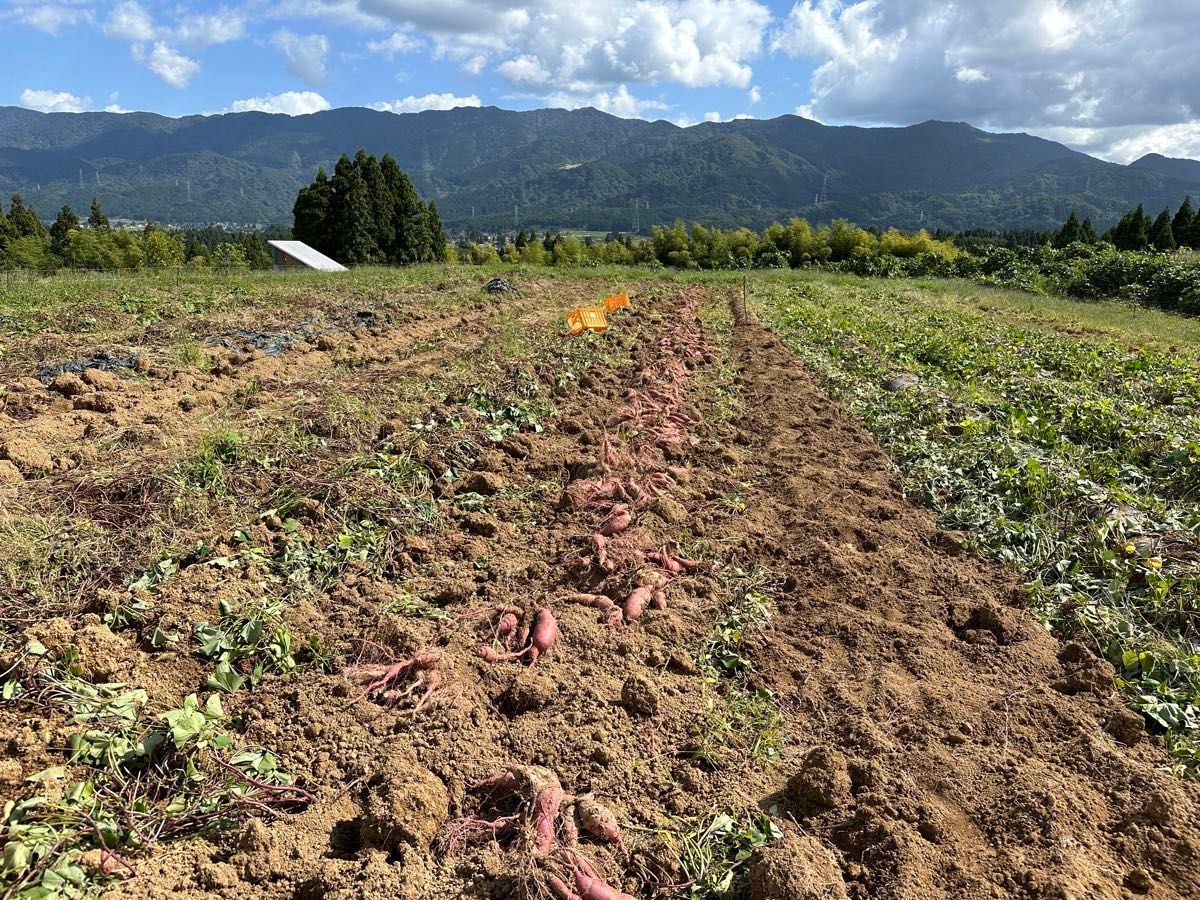 残りわずかです！2023年秋収穫　富山県南砺市産　完全無農薬べにはるか！