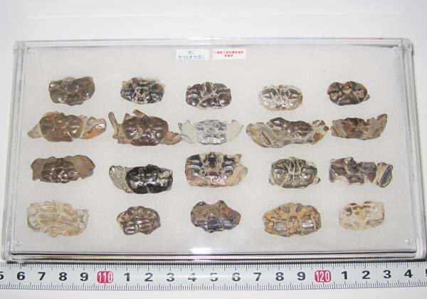 日本の化石　千葉県幕張のカニ化石/たくさん　２０個セット/一ケース_画像5