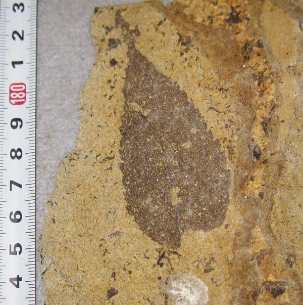 日本の化石　岐阜県土岐市の植物/葉っぱ化石　２個セット_画像3