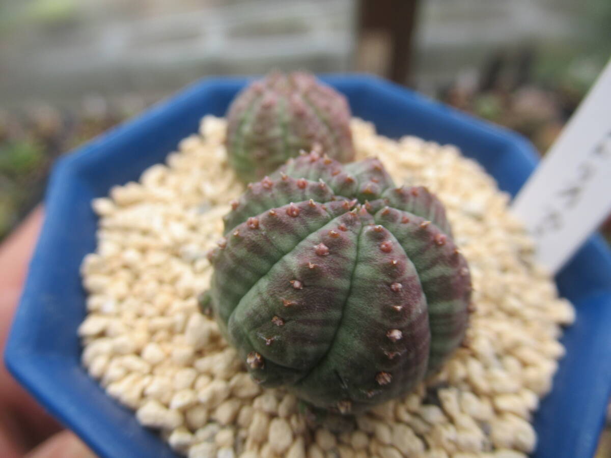 ☆多肉植物　ユーフォルビア　仔吹シンメトリカ_画像3