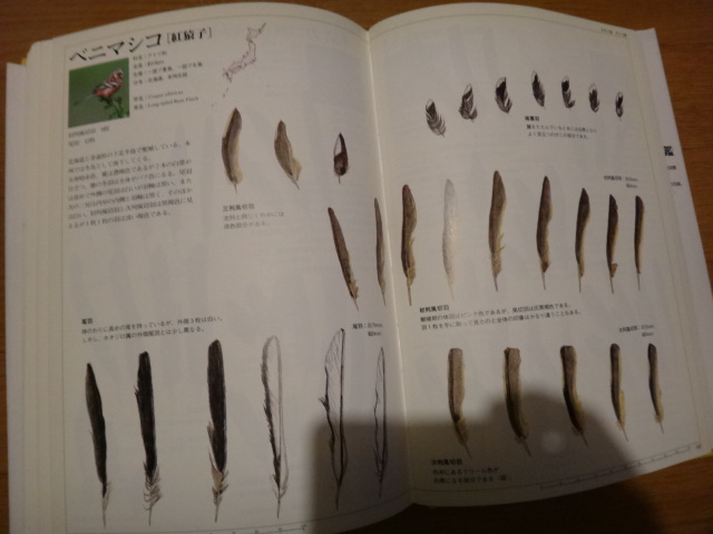  speciality paper birds illustrated reference book modified . new version japanese wild bird feather illustrated reference book world culture company 