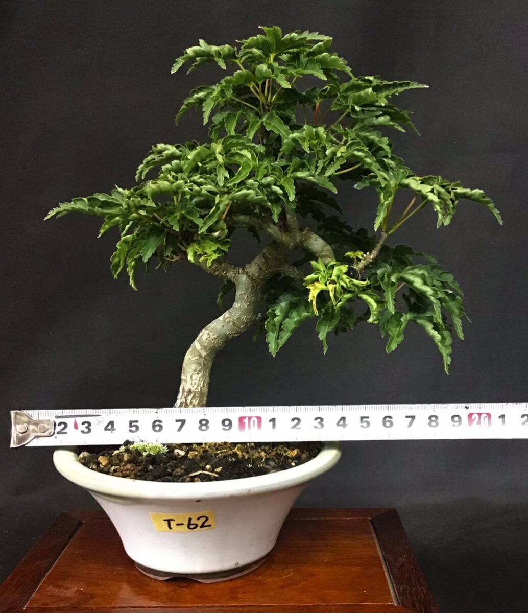 T- 62sisigasila Lion Mask mountain maple shohin bonsai mini bonsai momiji bonsai 