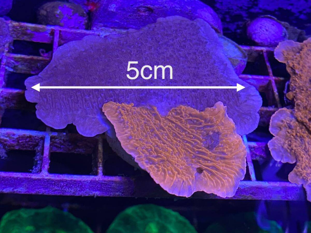【サンゴ】ウスコモンサンゴ レッド&パープル_画像3