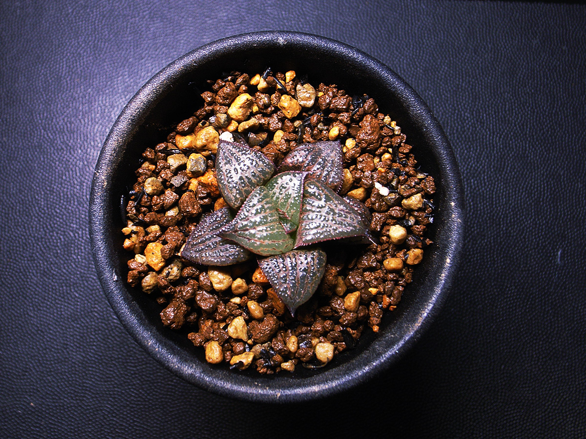 【原種】ハオルチア スプレンデンス CG337.VA4601 / 多肉植物 Haworthia splendens CG337.VA4601 Port Elizabeth ex.Paul Schoeman, 1985の画像4