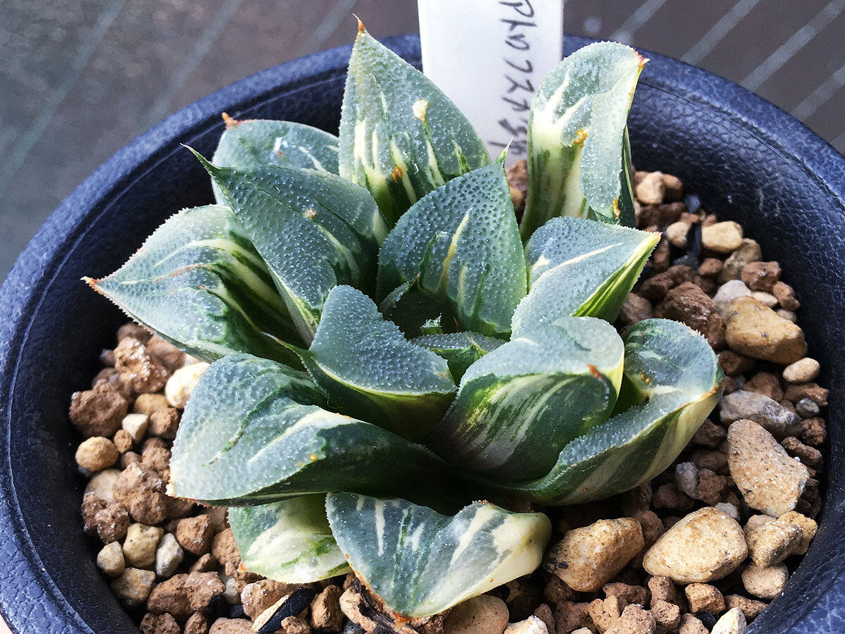 【多肉植物】ハオルチア アトロフスカ錦 青個体 / アトロフスカ交配錦 Haworthia atrofica hyb._親苗参考写真（3号鉢植）