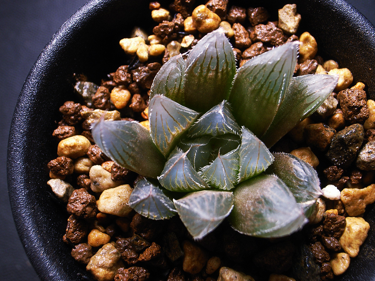 【多肉植物】ハオルチア ブラックオブツーサ錦 × ベヌスタ VDV実生 / Haworthia hyb. ‘ Black obtsusa × venusta VDV Seedling ’_画像3