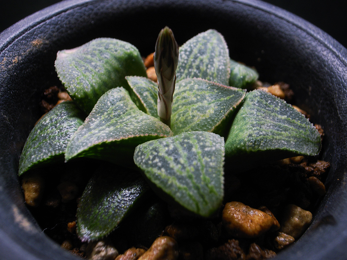 【原種】ハオルチア シルビアエ Mossel Bay, Humor / 多肉植物 Haworthia silviae Moses Bay, Humor_画像3