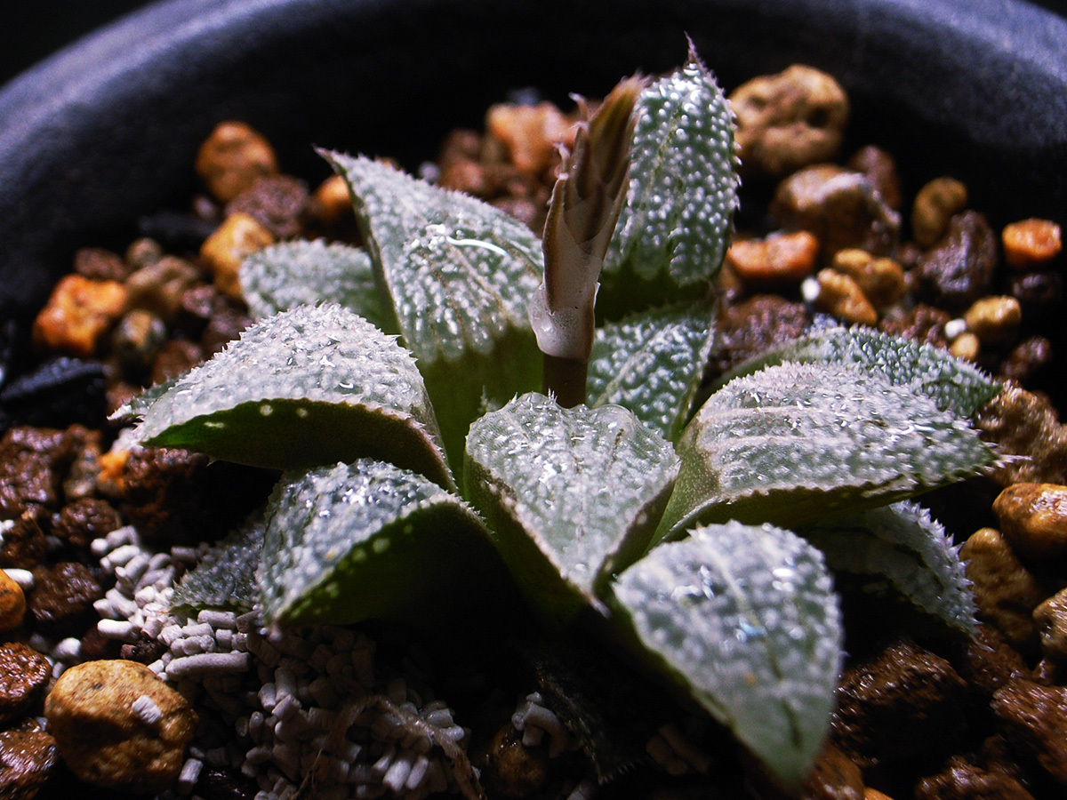 【原種】ハオルチア ウィミー JDV95/23 マルクス 実生選抜 / Haworthia wimii JDV95/23 E of Garcias Pass G.Marx Selected Seedling_画像3