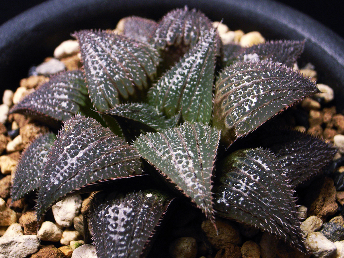 【原種】ハオルチア ボビー WMS020 Ballyfar 選抜苗 / 多肉植物 Haworthia bobii WMS020 Ballyfar Selected_親苗参考写真（3.5号鉢植）