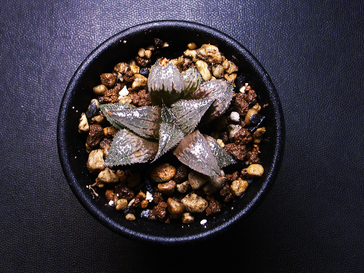 【原種】ハオルチア ボビー WMS020 Ballyfar 選抜苗 / 多肉植物 Haworthia bobii WMS020 Ballyfar Selected_画像4