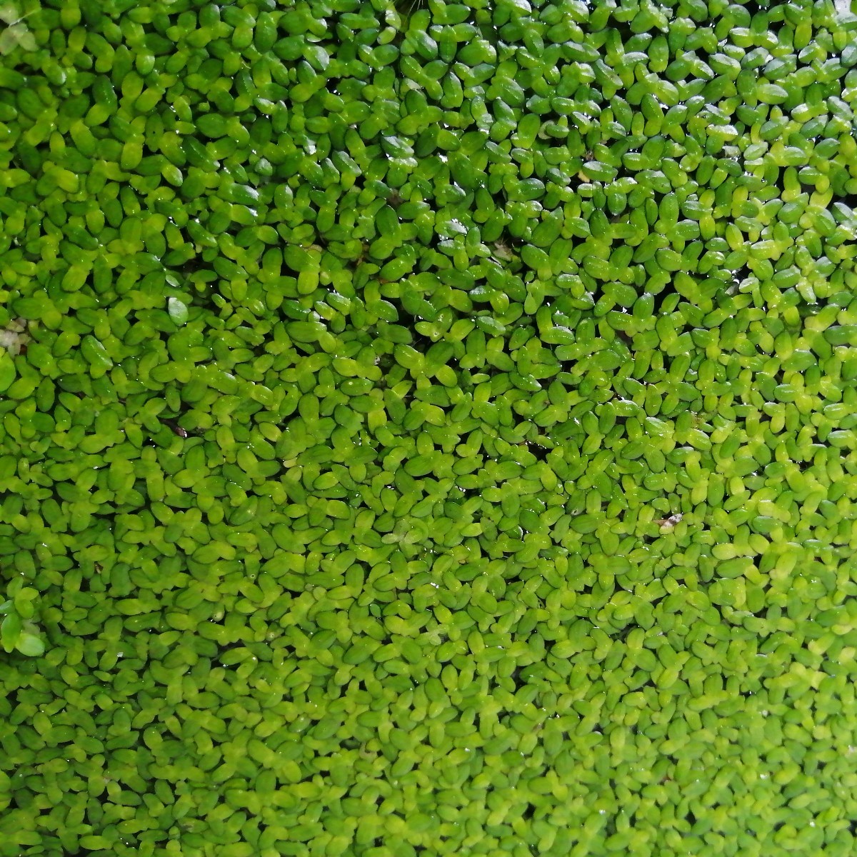 アオウキクサ　ボウル表面いっぱい　無農薬　緑のきれいなものを選んでお送りしています　金魚のおやつ_画像1