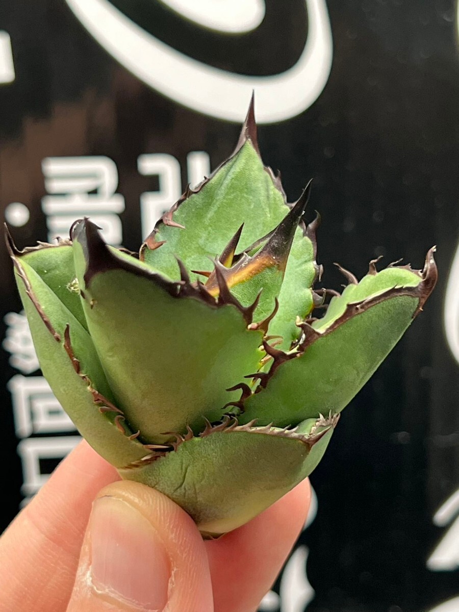 【AGAVE TITANOTA 】アガベ　チタノタ　ブラックファイヤー 黒火焔 強棘 特選子株002_画像3