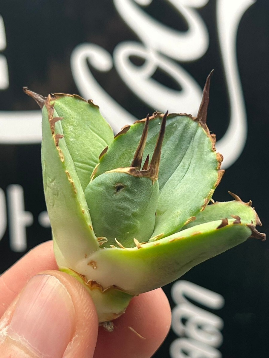 【AGAVE TITANOTA 】アガベ　チタノタ　アザラシ　強棘 特選子株 5_画像1