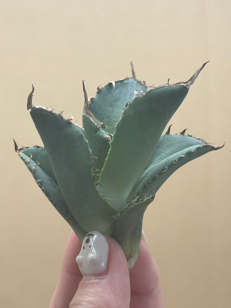 【AGAVE TITANOTA 】アガベ　チタノタ　オレンジ炎　強棘 特選子株 5_画像3