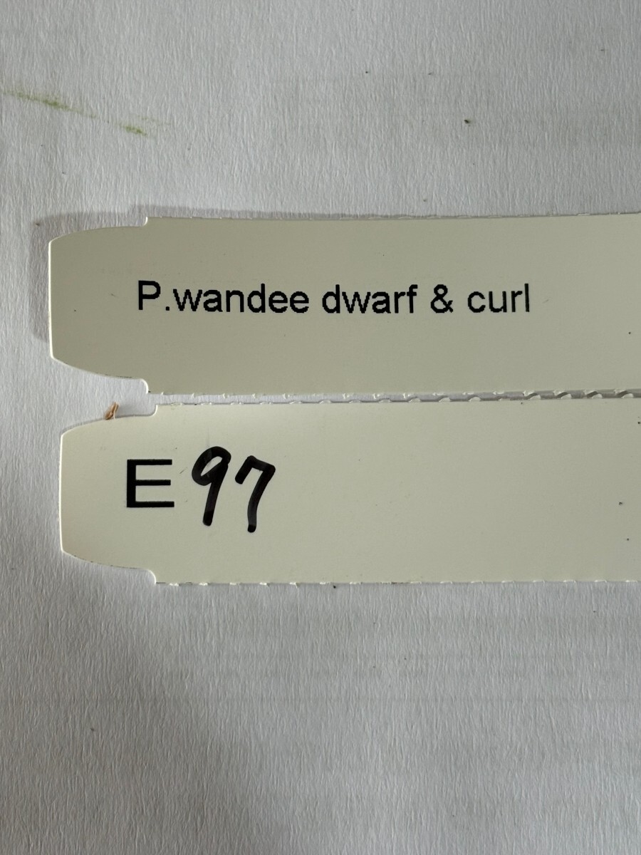 E97， P. Wandee dwarf & curl ワンダエ ドワーフ カール_画像5