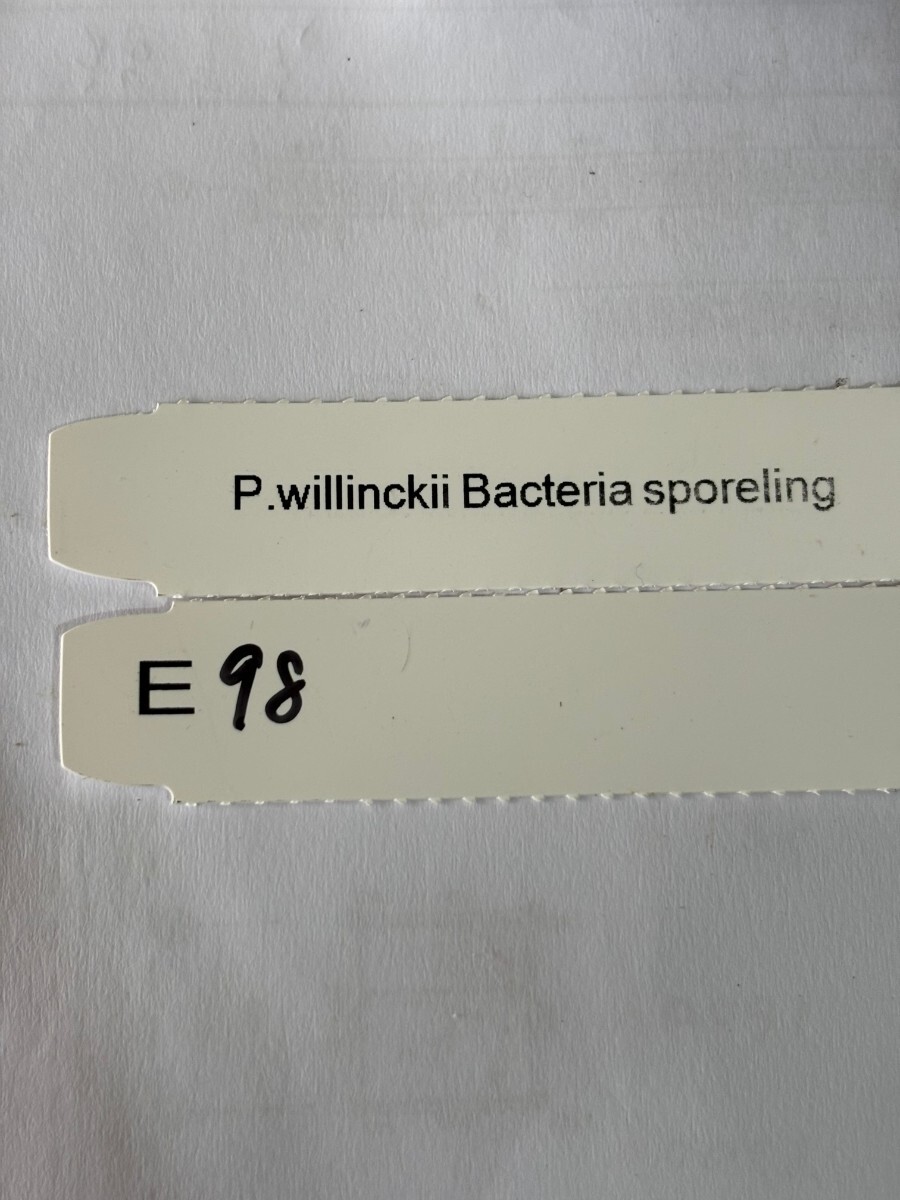 E98，P.Willinckii Bacteria sporeling の画像6
