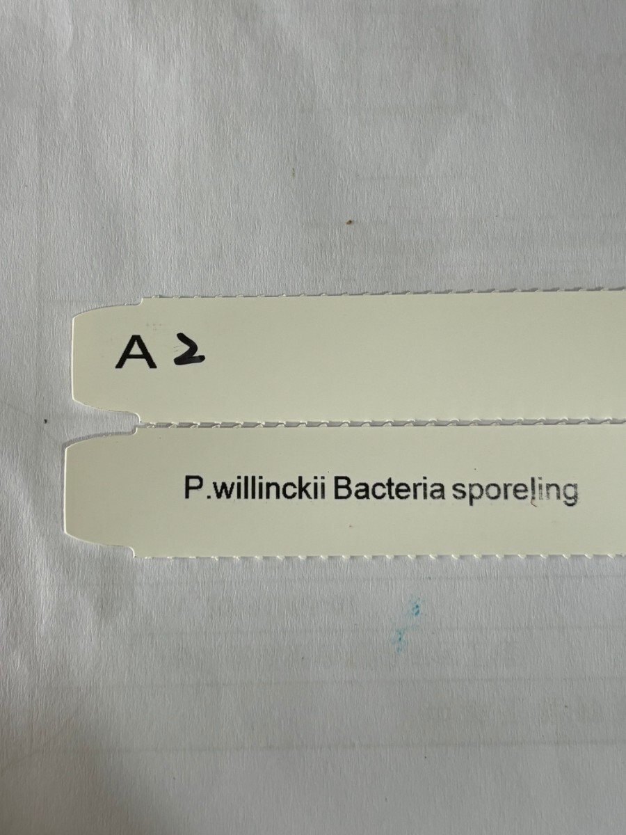 A2，P.Willinckii Bacteria sporeling の画像6