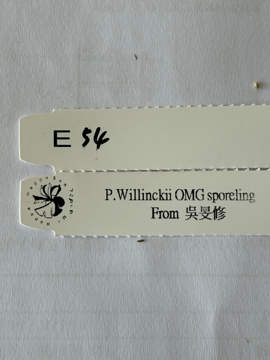 E54 P.Willinckii O.M.G sporeling_画像6