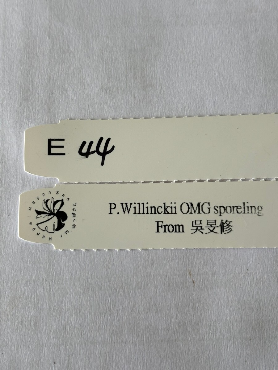 E44 P.Willinckii O.M.G sporelingの画像5
