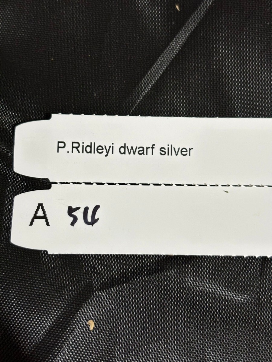 A54， P. Ridleyi dwarf silver リドレイドワーフ の画像5