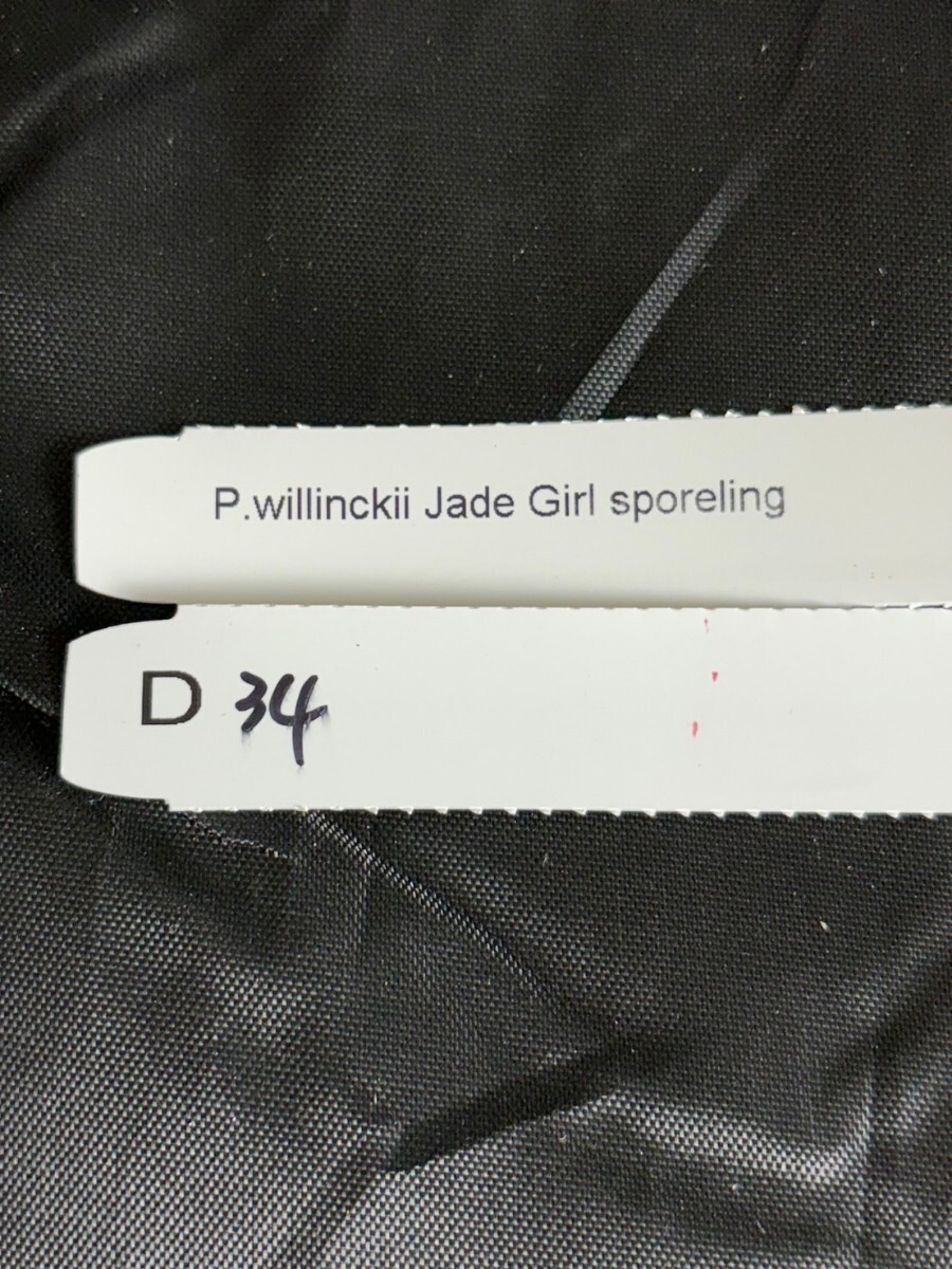D34,P.Willinckii Jade Girl sporeling