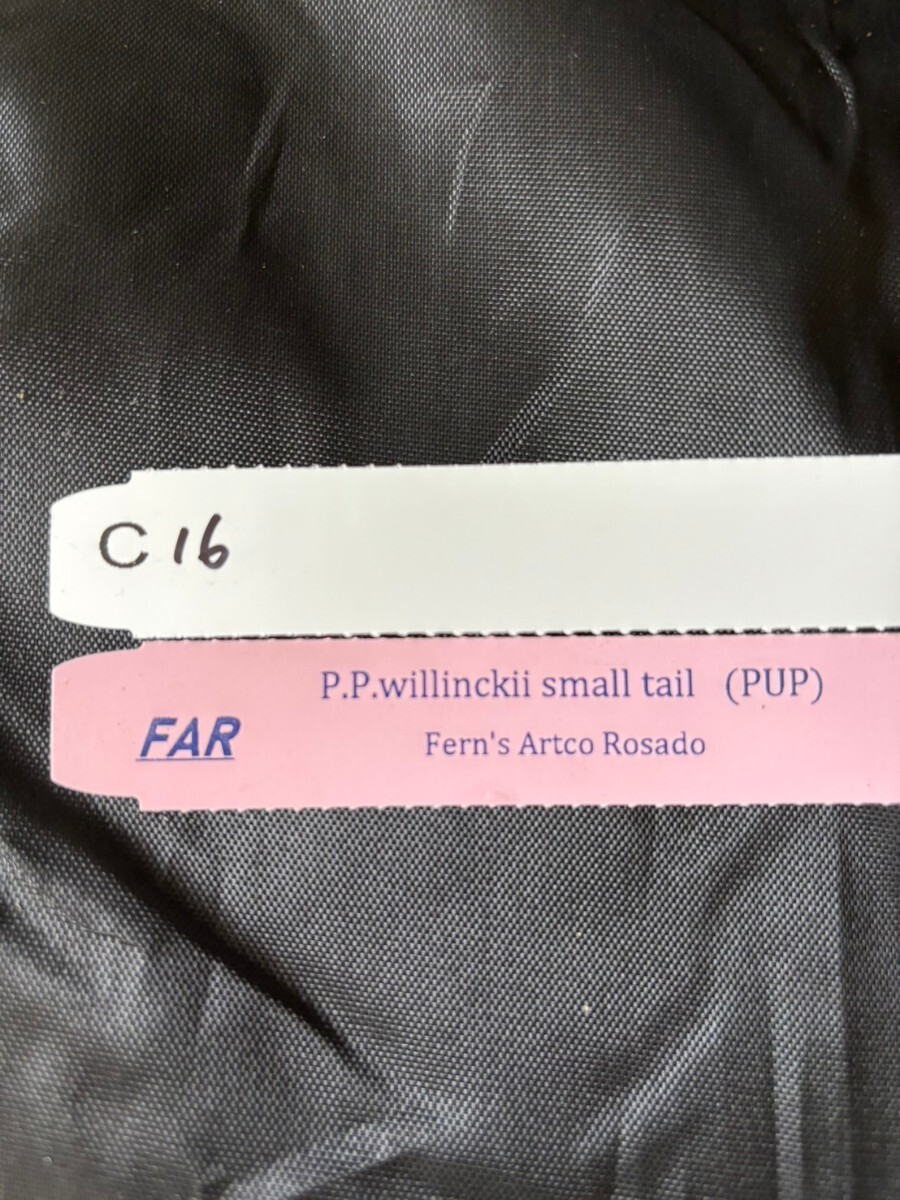 C16、P.Willinckii small tail OC pup 子株 株分け _画像4