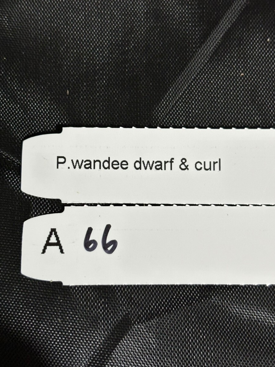 A66， P. Wandee dwarf &curlの画像5