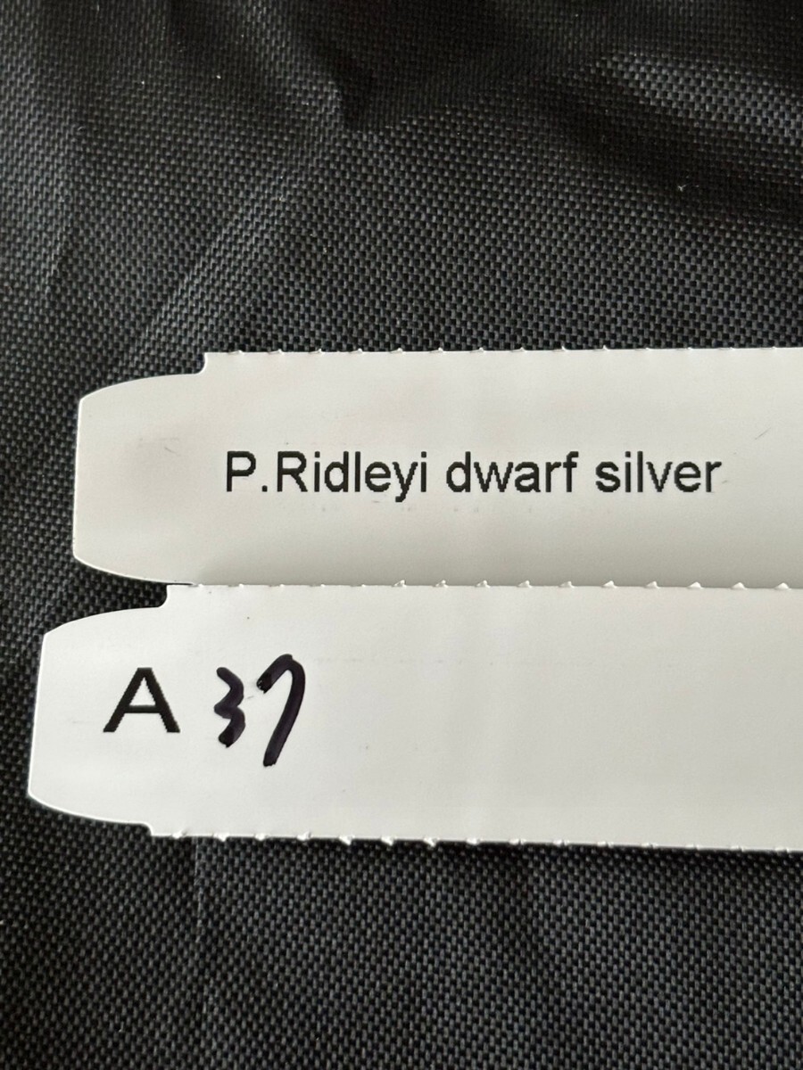 A37, P. Ridleyi dwarf silverlido Raid wa-f