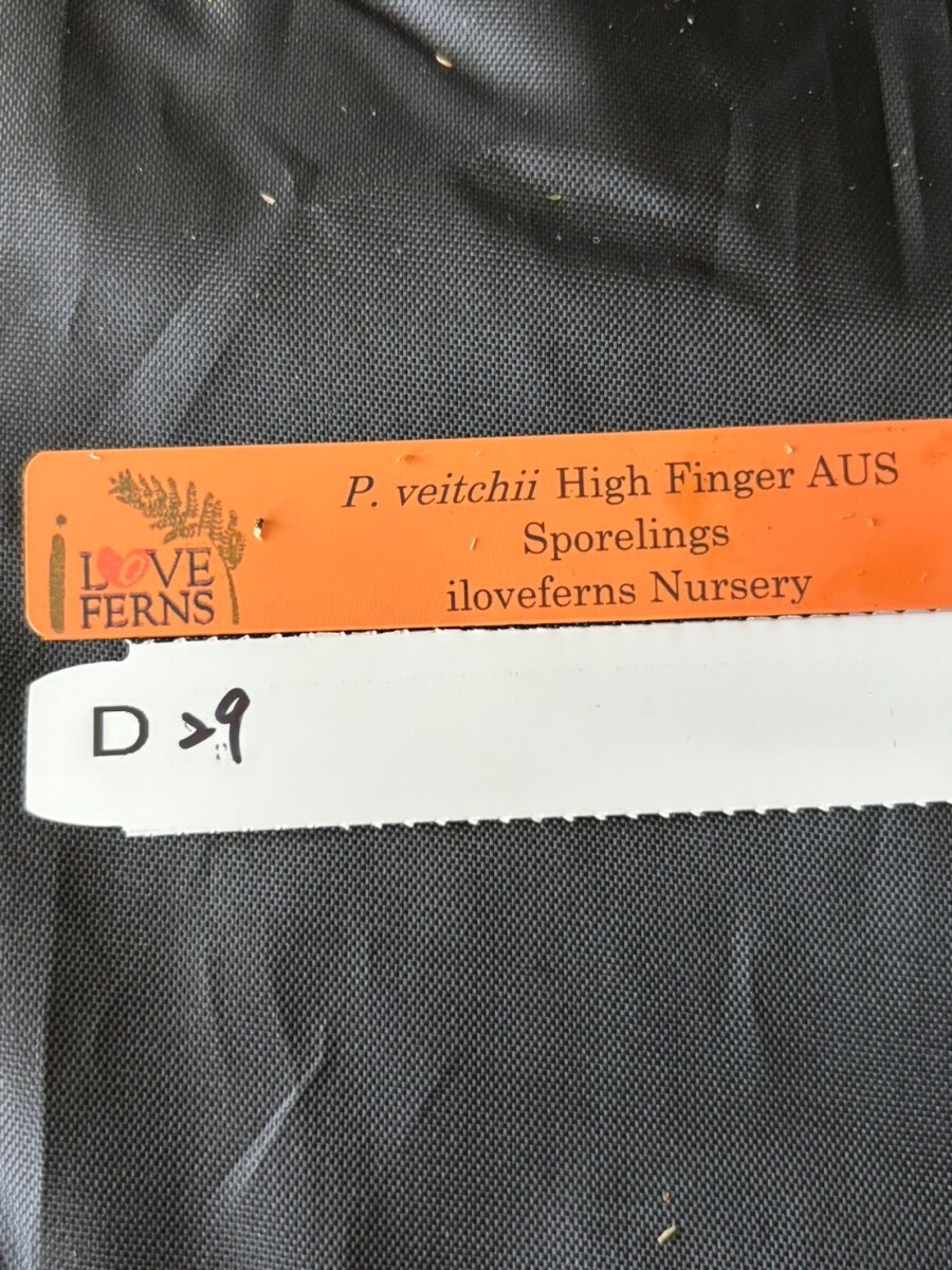 D29、P. Veitchii High Finger sporeling i love FERNSナーセリー_画像2