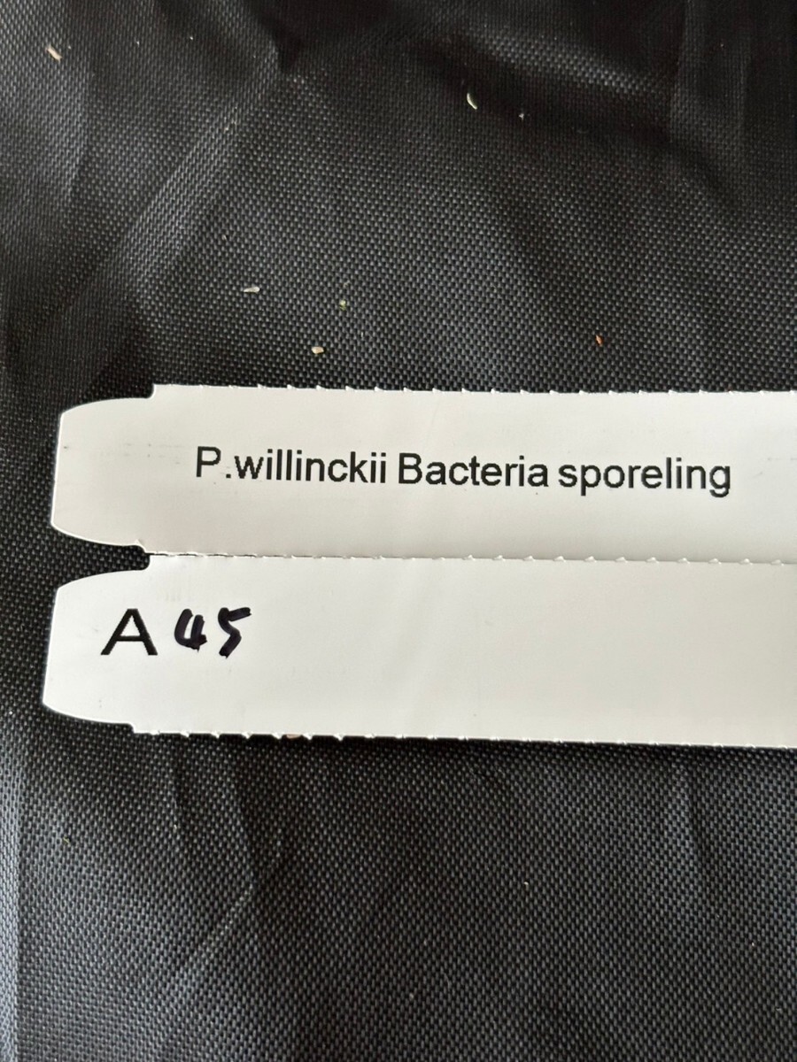 A45,P.Willinckii Bacteria sporeling