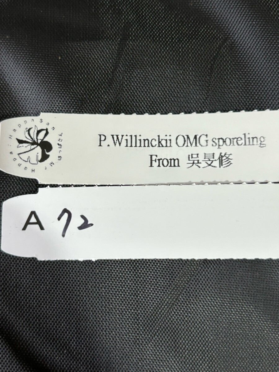 A72 P.Willinckii O.M.G sporeling_画像6