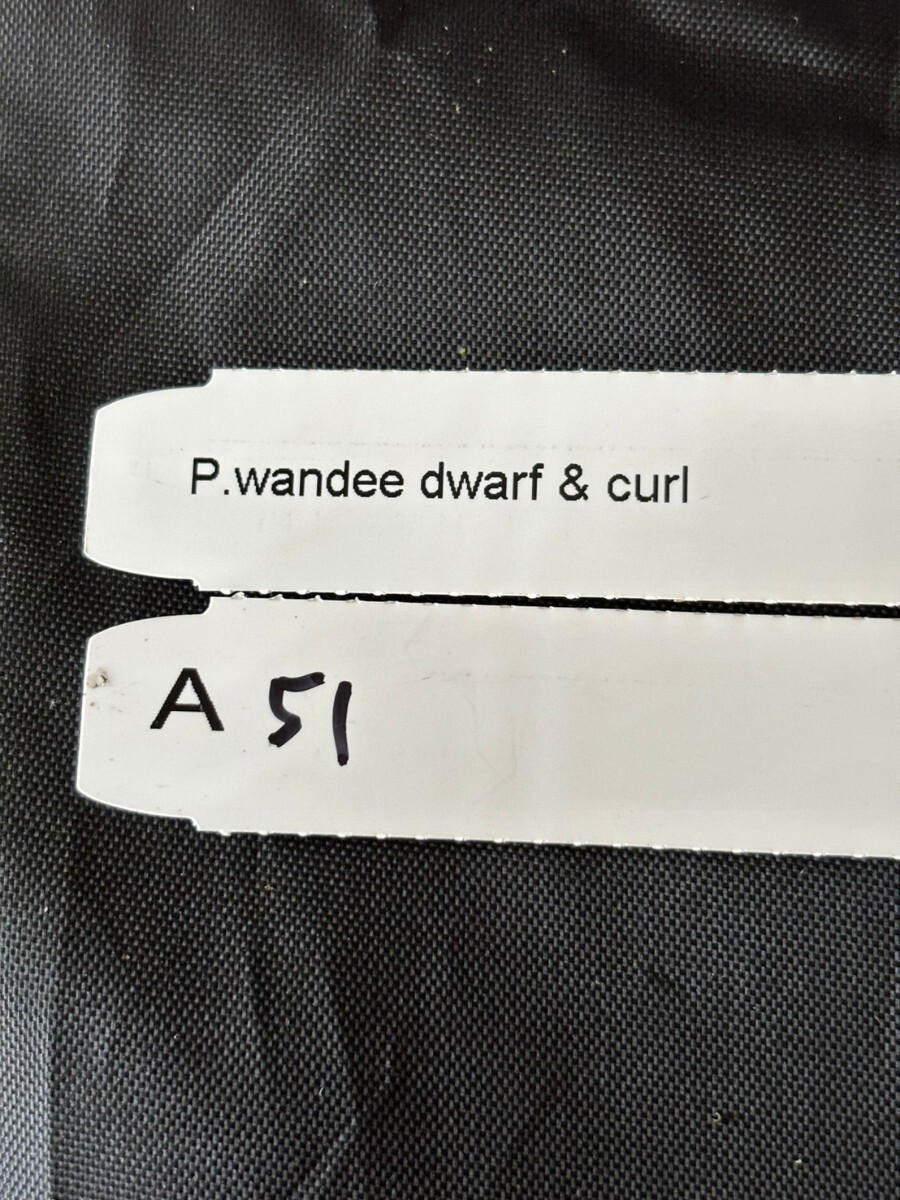 A51， P. Wandee dwarf &curl _画像5