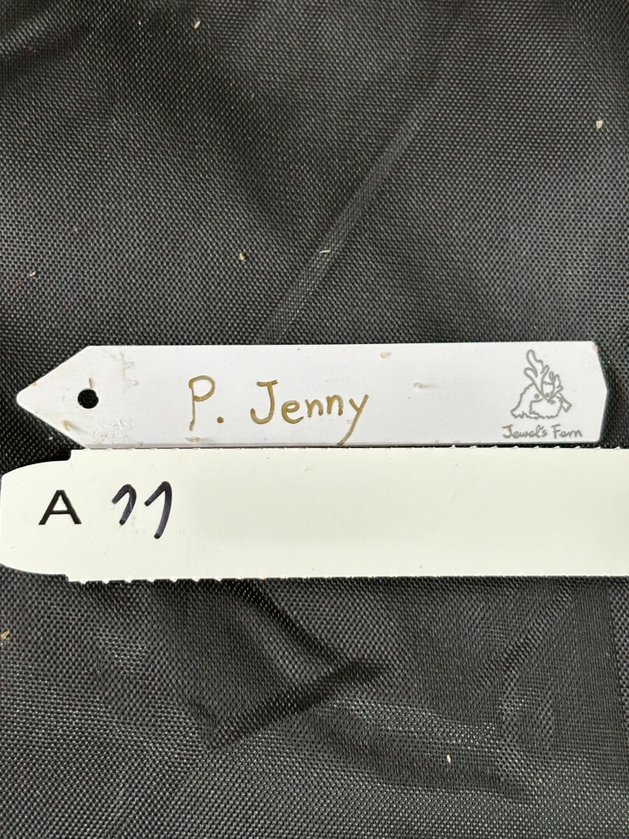 A77 P, Jenny OC pup. АО АО разделение 