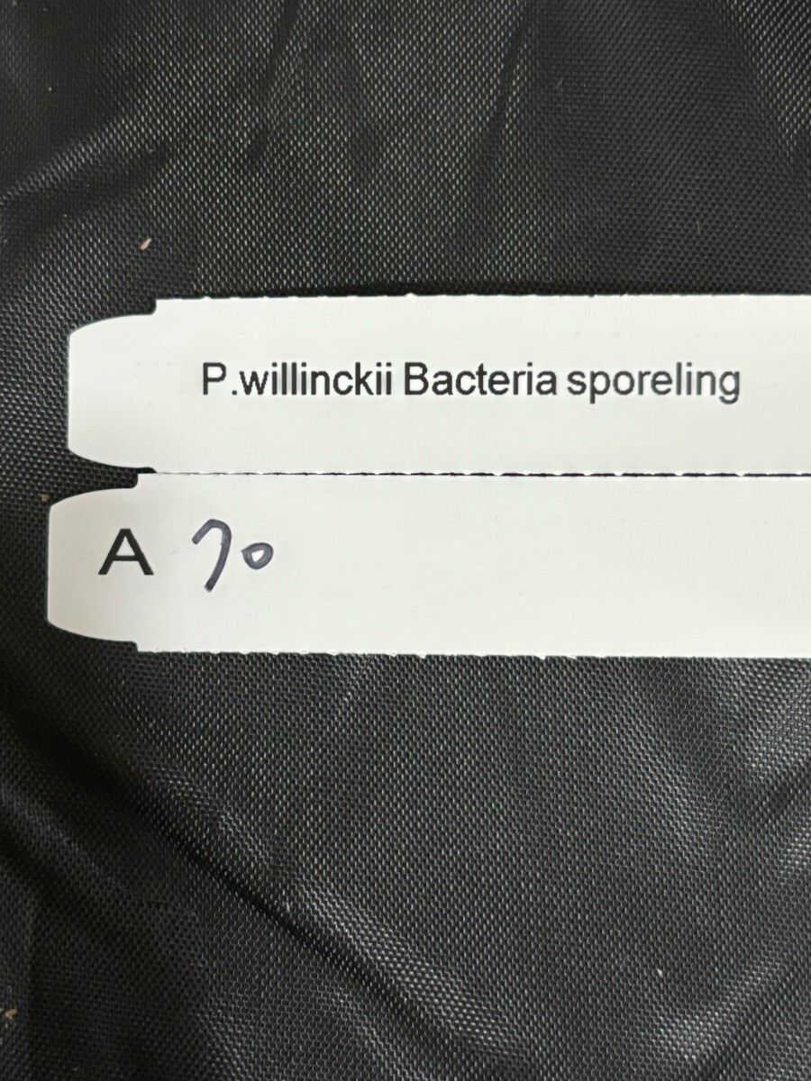 A70，P.Willinckii Bacteria sporeling _画像5