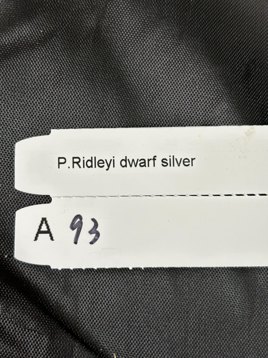 A93， P. Ridleyi dwarf silver リドレイドワーフ _画像6