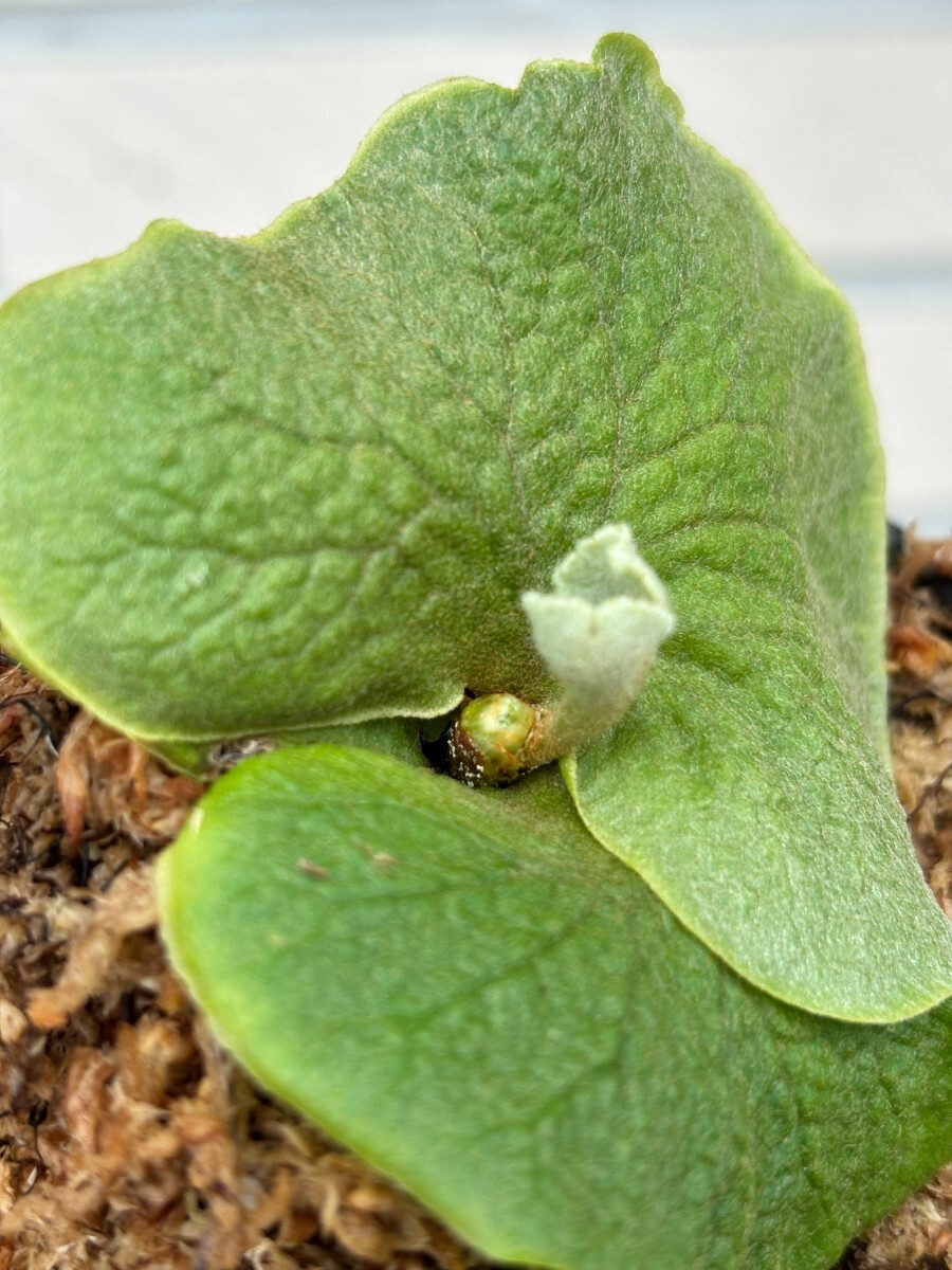 C21， P. Ridleyi dwarf silver リドレイドワーフ _画像3