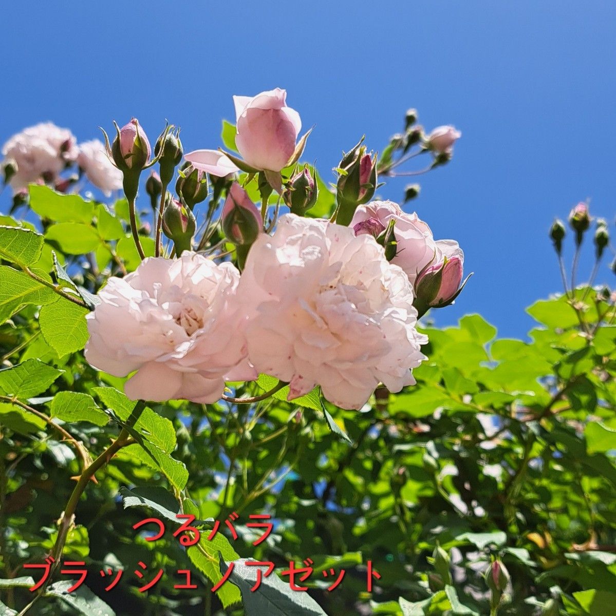薔薇苗 つるバラ 繰り返し咲 ブラッシュノアゼット 蕾付き