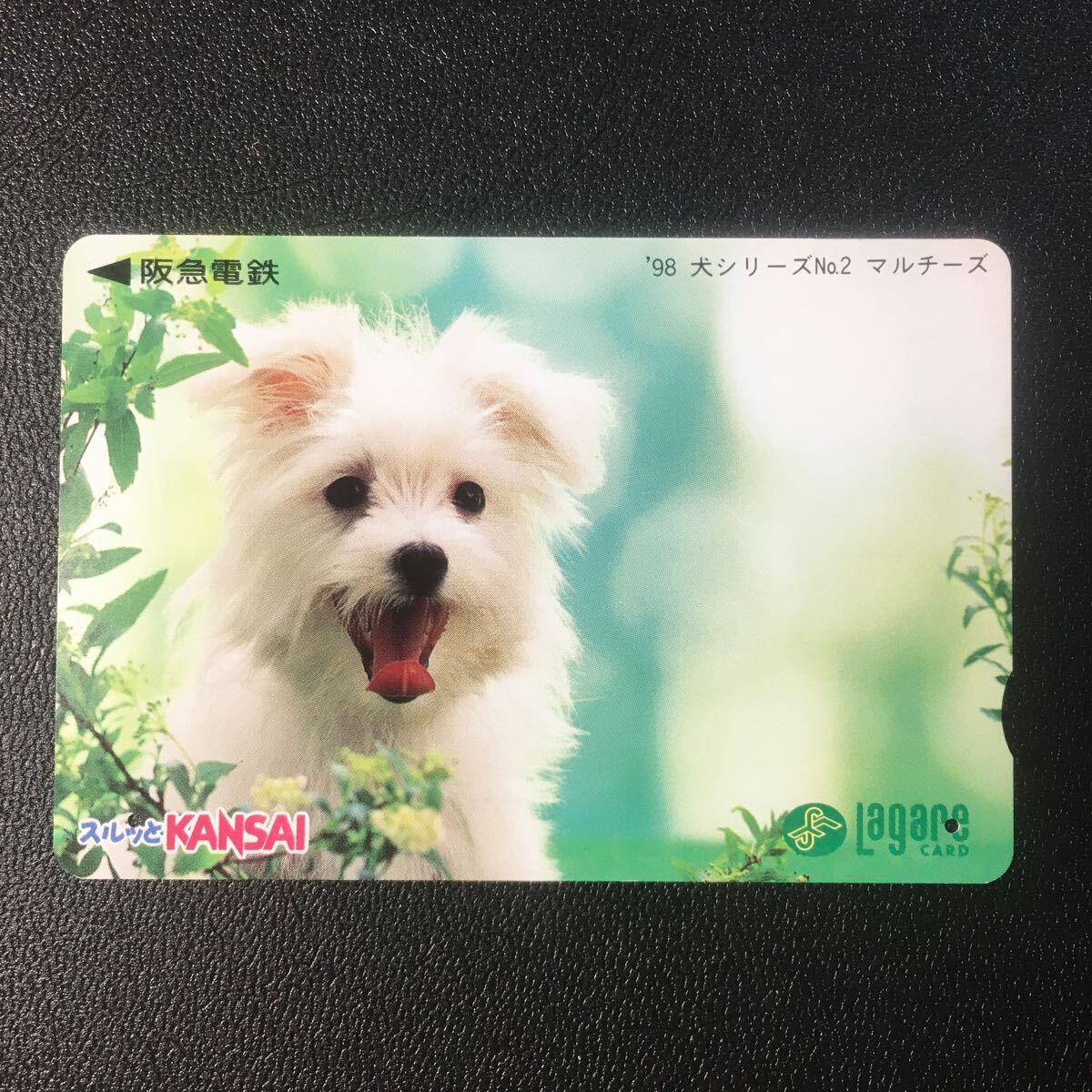 1998年6月1日発売柄ー犬シリーズ「マルチーズ」ー阪急ラガールカード(使用済スルッとKANSAI)_画像1