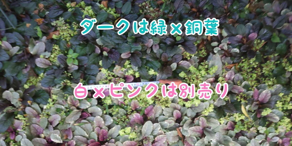 F【訳あり】◆2苗約10-15㎝◆⑤アジュガ苗ダークマホガニー◆グランドカバー_画像7