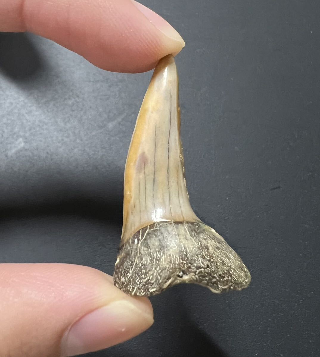  japanese fossil chair rus. tooth same. tooth fossil rebirth fee Chiba 