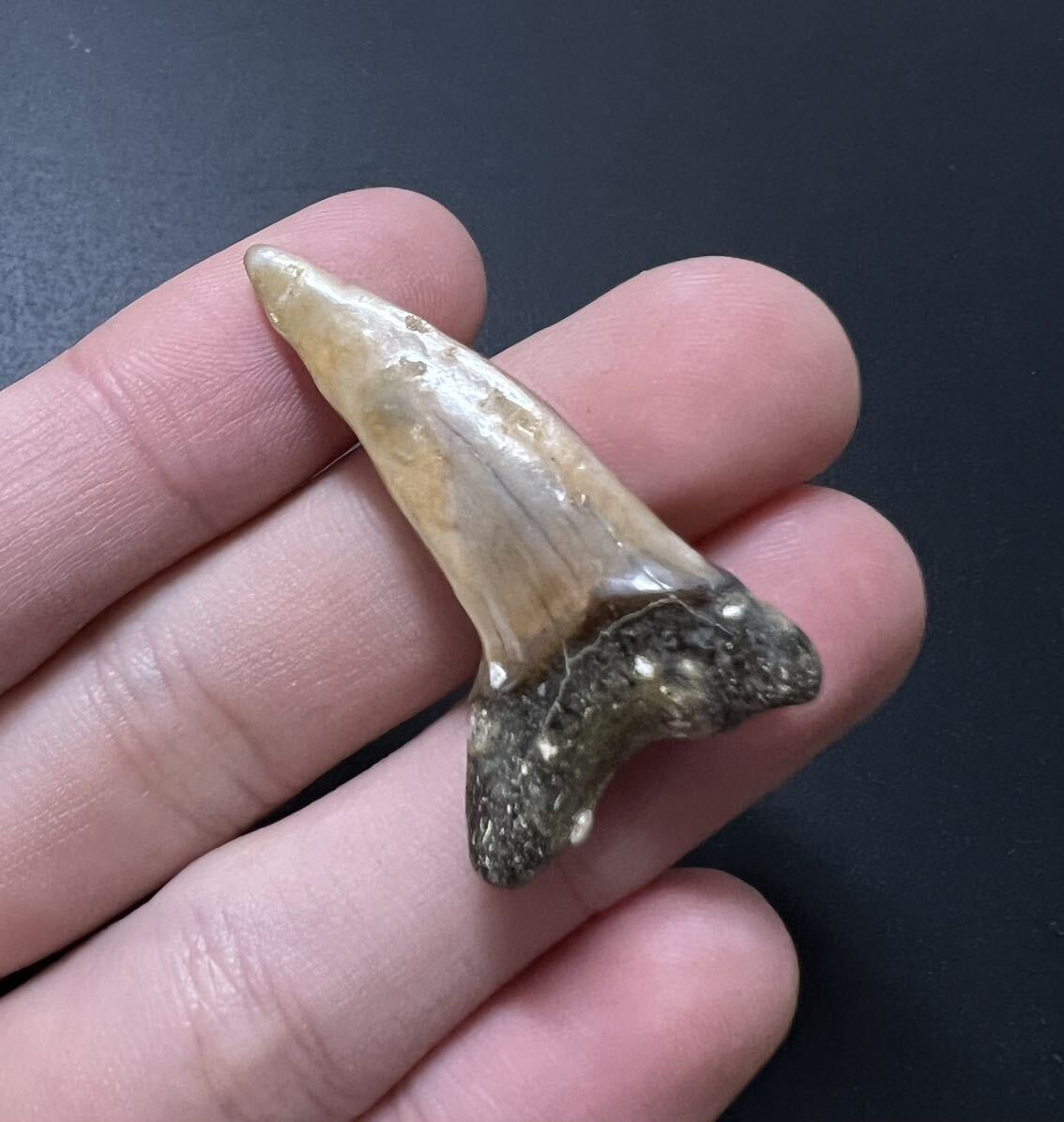  japanese fossil chair rus. tooth same. tooth fossil rebirth fee Chiba 