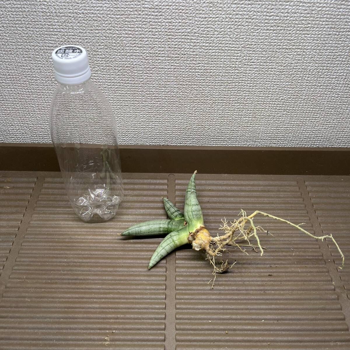 【多肉植物】サンスベリア　タイHyb マニー　子株A【Sansevieria】_画像2