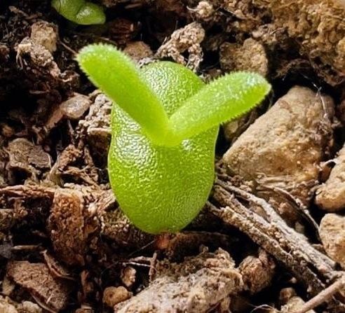 多肉植物  うさみみ  種  30粒  育て方説明書付き