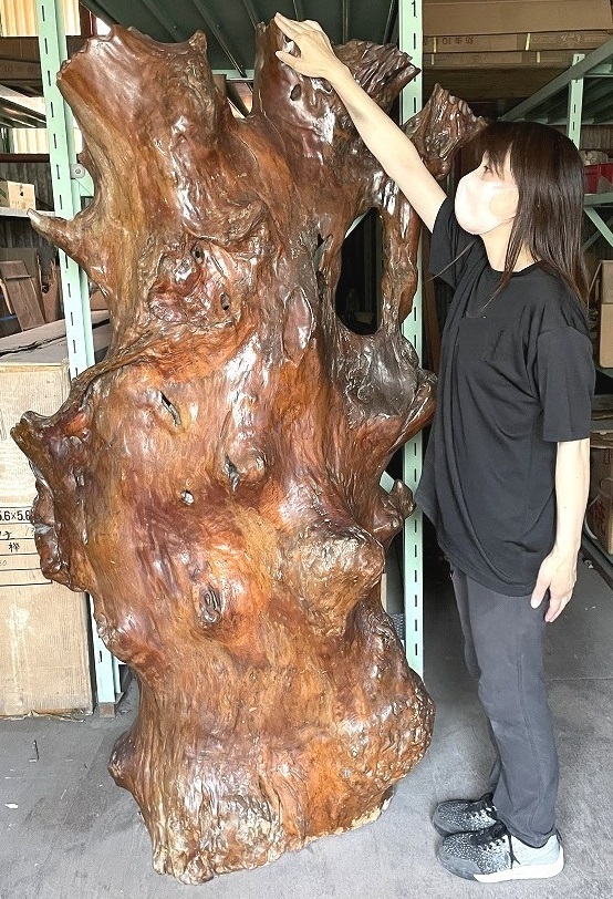 M174Mちょる★☆大型 巨木 天然木 高級特大衝立 総無垢 幅103cm 高さ181cm 玄関 上級材 つい立 仕切り 飾り物 オブジェ_スタッフの身長は155cmです。