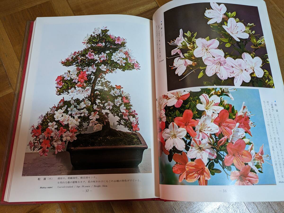 花笑み / 野辺の花 / さつき 鑑賞と盆栽仕立て 3冊セット_画像9