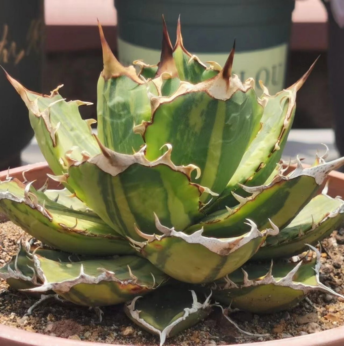 BJ60多肉植物 Agave titanota 覆輪斑 錦_画像1