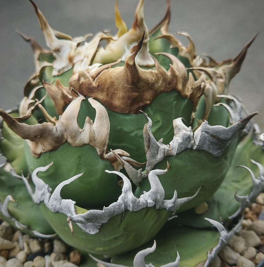 BJ65多肉植物 アガベ チタノタAgave titanota ‘烈_画像1