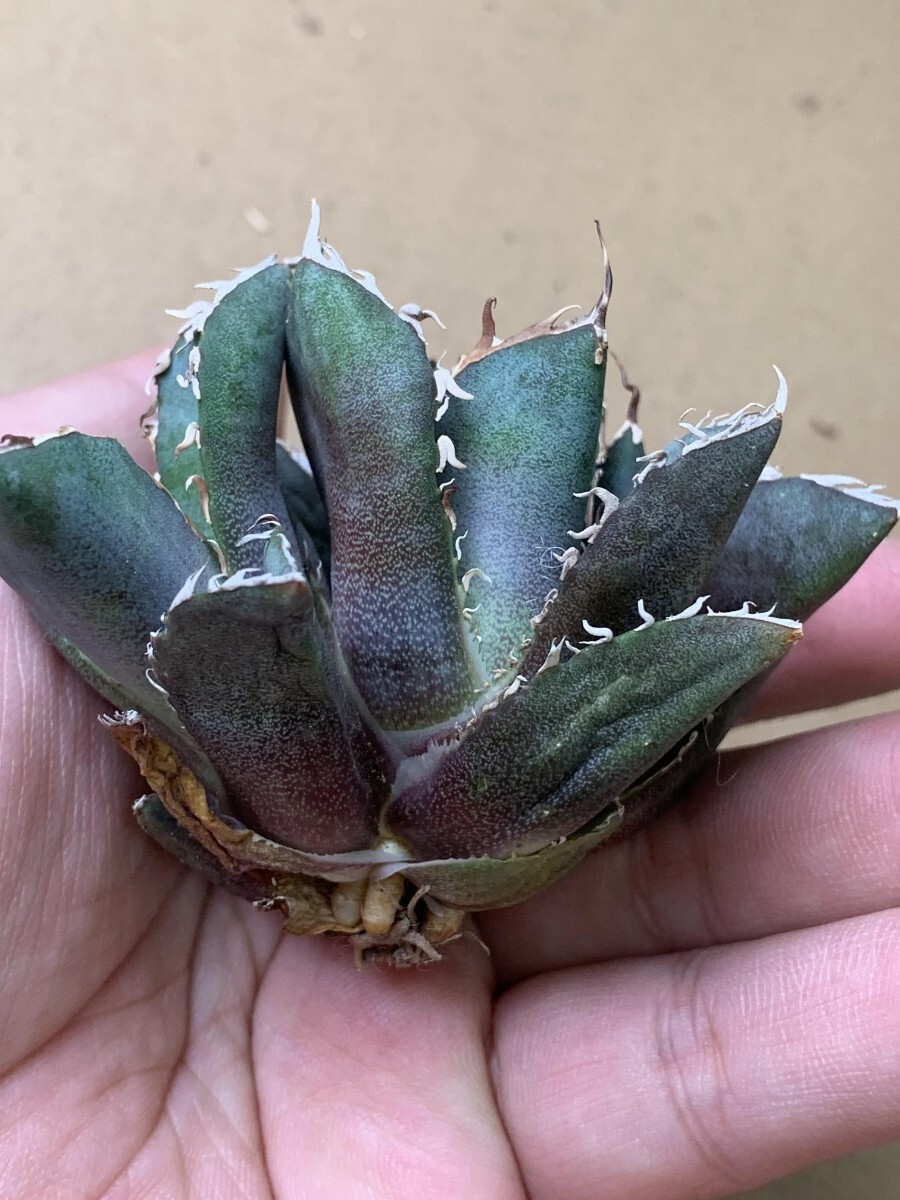 BA246多肉植物 アガベ チタノタ Agave titanota麻花龍_画像6